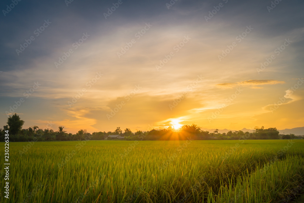Fototapeta premium Piękne pole ryżowe i zachód słońca w Tajlandii.