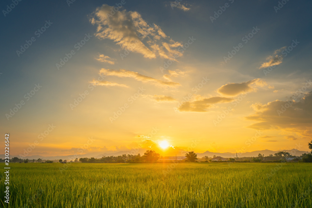 Obraz premium Beautiful rice field and sunset at Thailand.