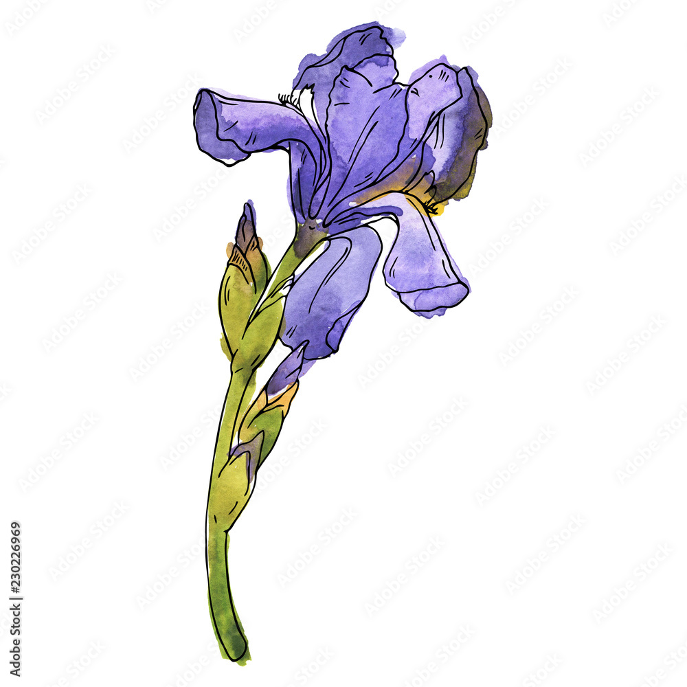 Violet fleur de lis flower isolated on white background. Hand drawn