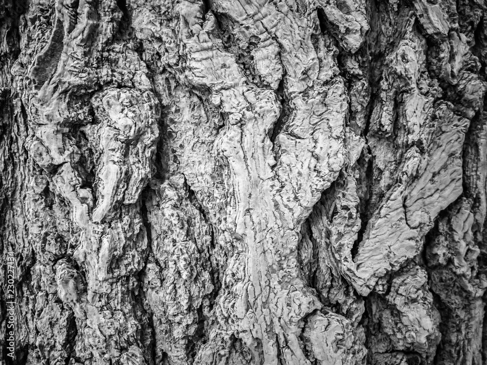 tree bark texture