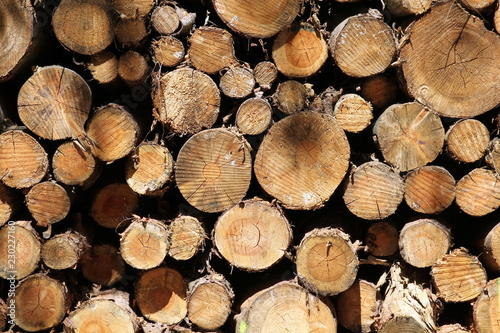 Stacked logs in a forest