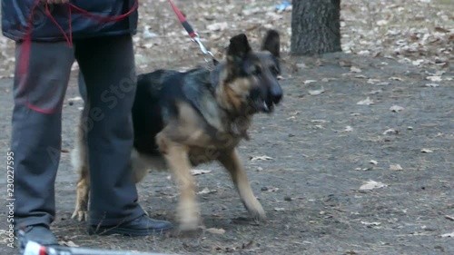 Aggressive dog on a leash barks at passersby
