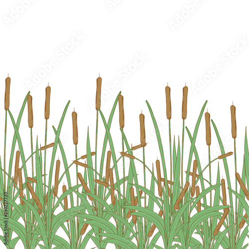 Cattail, bulrush. Texture, background, wallpaper, seamless. Template. Color.