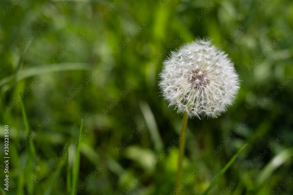 Dandelion ready to fly