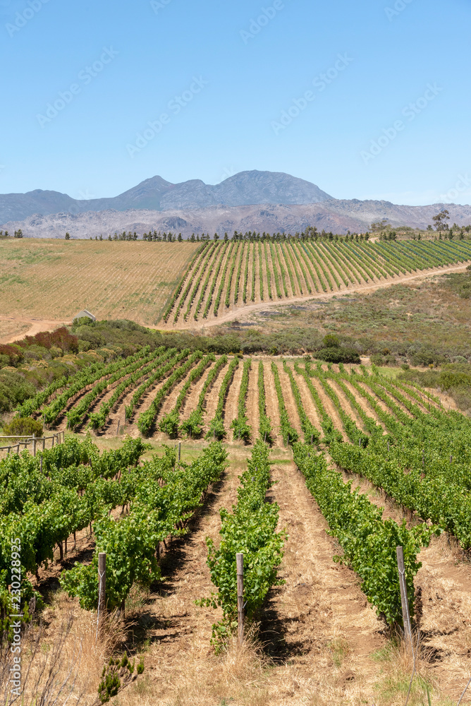 The Waterkloof Wine Estate in Somerset West, Western Cape, South Africa. A view of the Hottenttot Mountains.