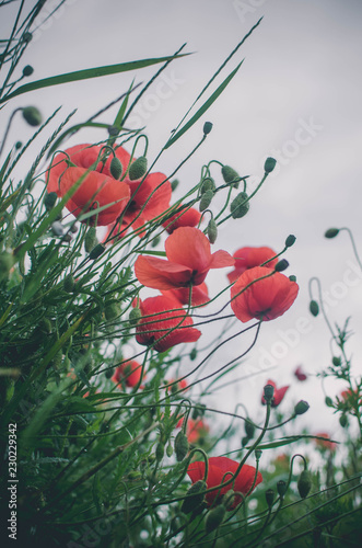 poppies on background of blue sky