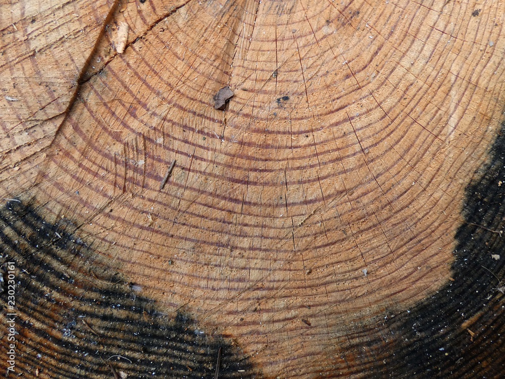 Naklejka premium Albero