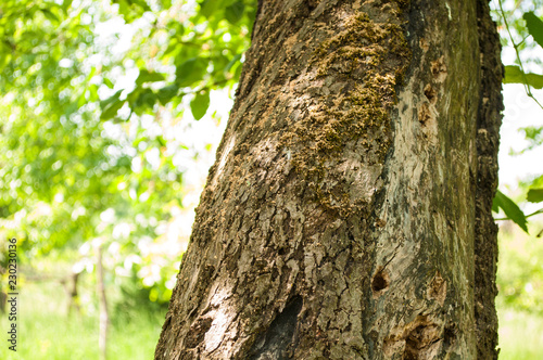 tree bark