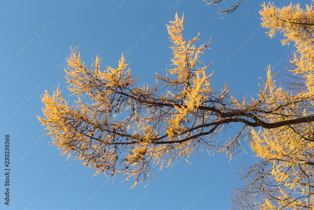 yellow branches of autumn larch