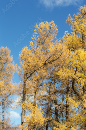 yellow larches in the fall