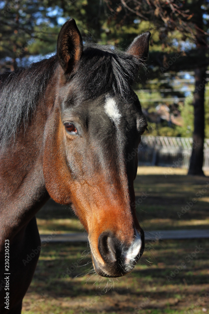 A beautiful horse