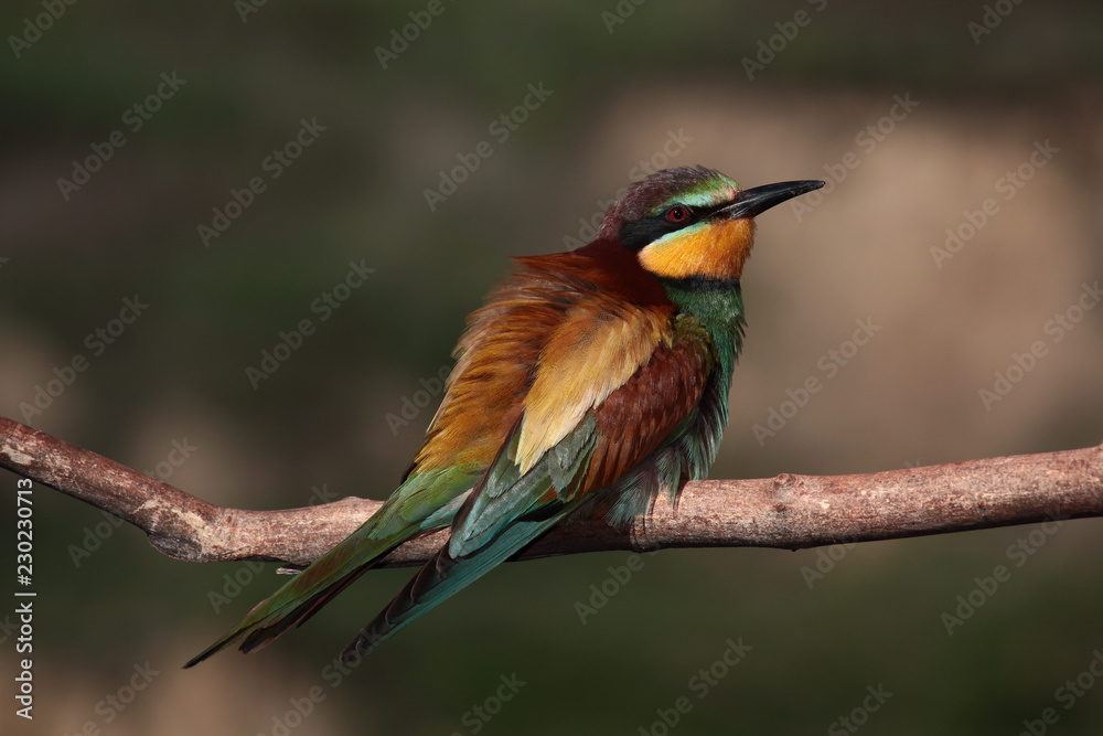 Fototapeta premium European bee-eater