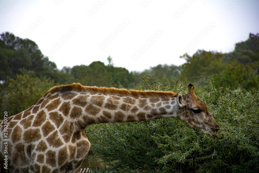 Girafe Girafe