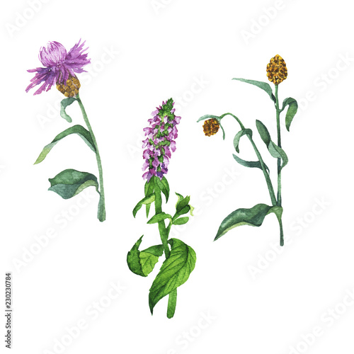 Set of summer flowers isolated on white background. Hand drawn watercolor illustration.