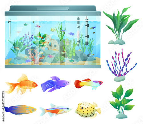 Aquarium in Glass Container Vector Illustration photo