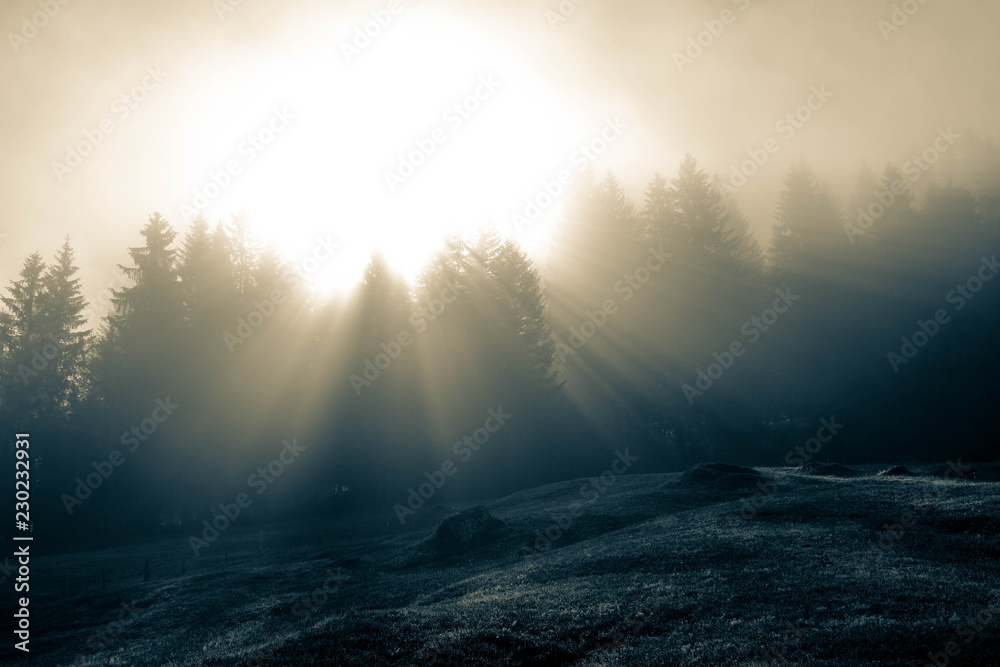 Obraz premium morning in autumn with fog in the forest