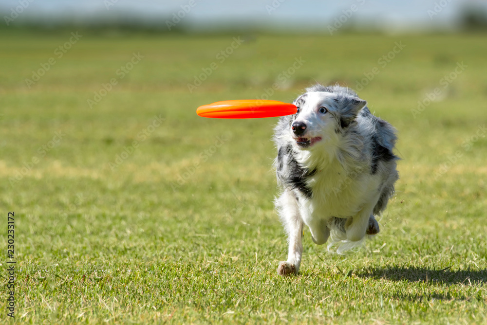 On the green grass, Border Collie is enjoying the play to bite the disc. On the green grass, Border Collie is enjoying the play to bite the disc.