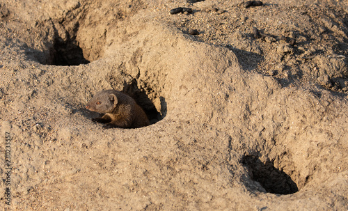 Profile portrait of dwarf mongoose, Helogale undulata, emerging from dirt den hole