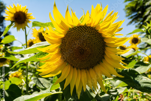 Tournesol