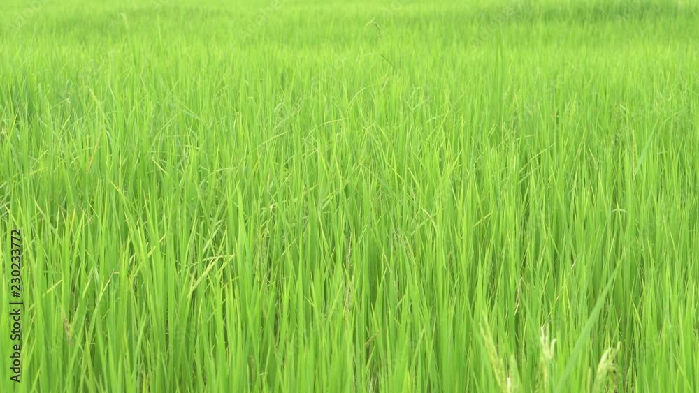 gold or yellow rice on green leaves paddy field and sapling in agriculture farm for harvest and main food in Asia or countryside at Thailand on 4K gold or yellow rice on green leaves paddy field and sapling in agriculture farm for harvest and main food in Asia or countryside at Thailand on 4K