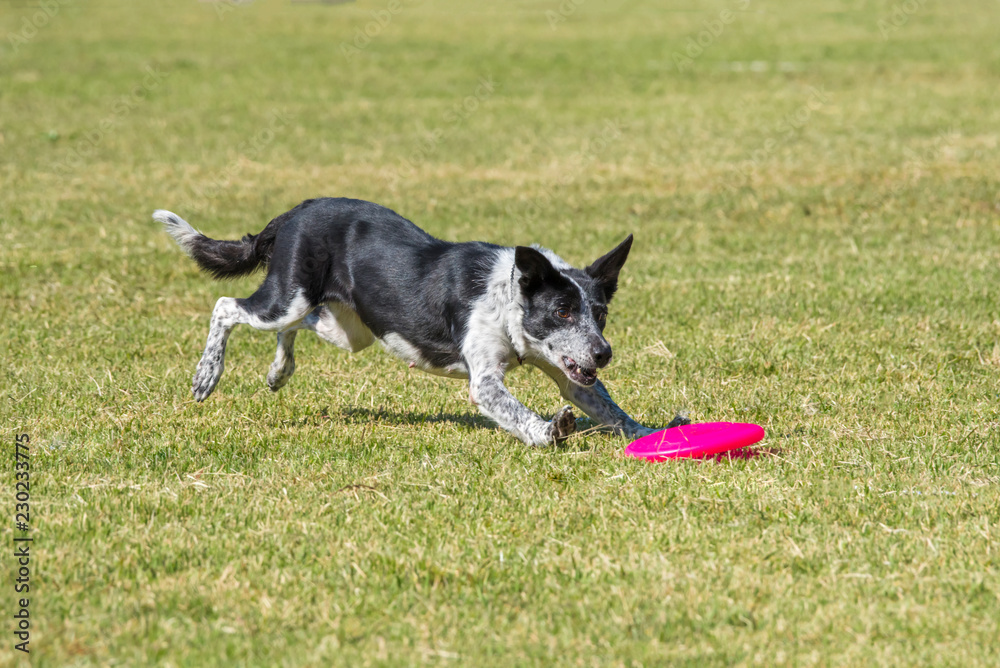 On the green grass, Border Collie is enjoying the play to bite the disc. On the green grass, Border Collie is enjoying the play to bite the disc.