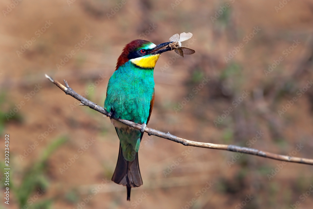 custom made wallpaper toronto digitalbee-eater bird with colorful feathers sitting on a branch in its beak holds a caught insect