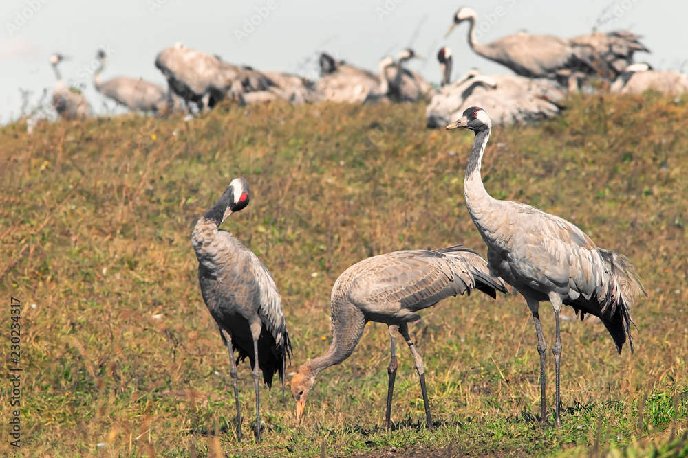 graceful beautiful cranes walk in the meadow graceful beautiful cranes walk in the meadow