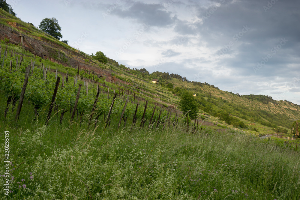 Naklejka premium Abend über den Weinbergen am Naturschutzgebiet Grainberg-Kalbenstein bei Karlstadt, Landkreis Main-Spessart, Unterfranken, Bayern, Deutschland