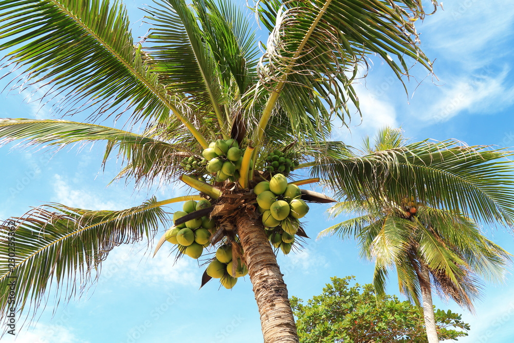 Obraz premium Fresh young coconut on tree