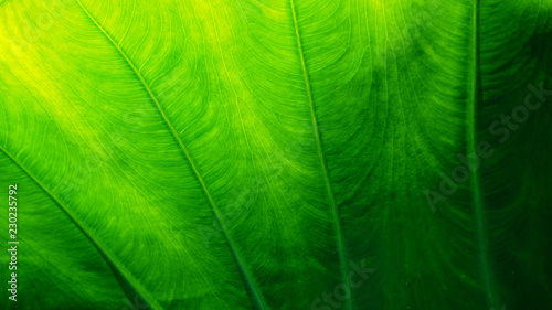 Green nature background and texture