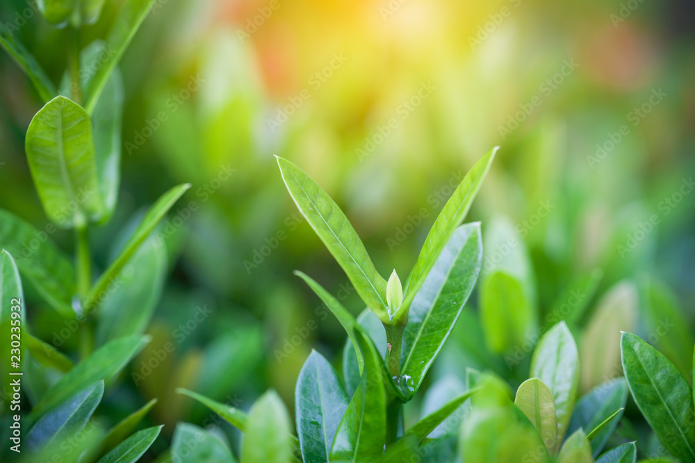 Close Up nature view of green leaf on blurred greenery background Close Up nature view of green leaf on blurred greenery background