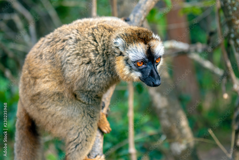 Obraz premium Common Brown Lemur - Red lemur (Eulemur rufus), Portrait.Endangered, endemic..Madagascar.