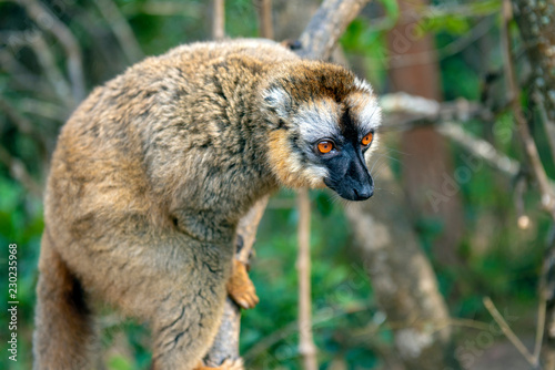 Common Brown Lemur - Red lemur (Eulemur rufus), Portrait.Endangered, endemic..Madagascar.