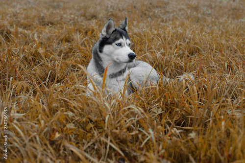 Fototapeta Naklejka Na Ścianę i Meble -  Husky breed dog lying in the grass on an autumn day