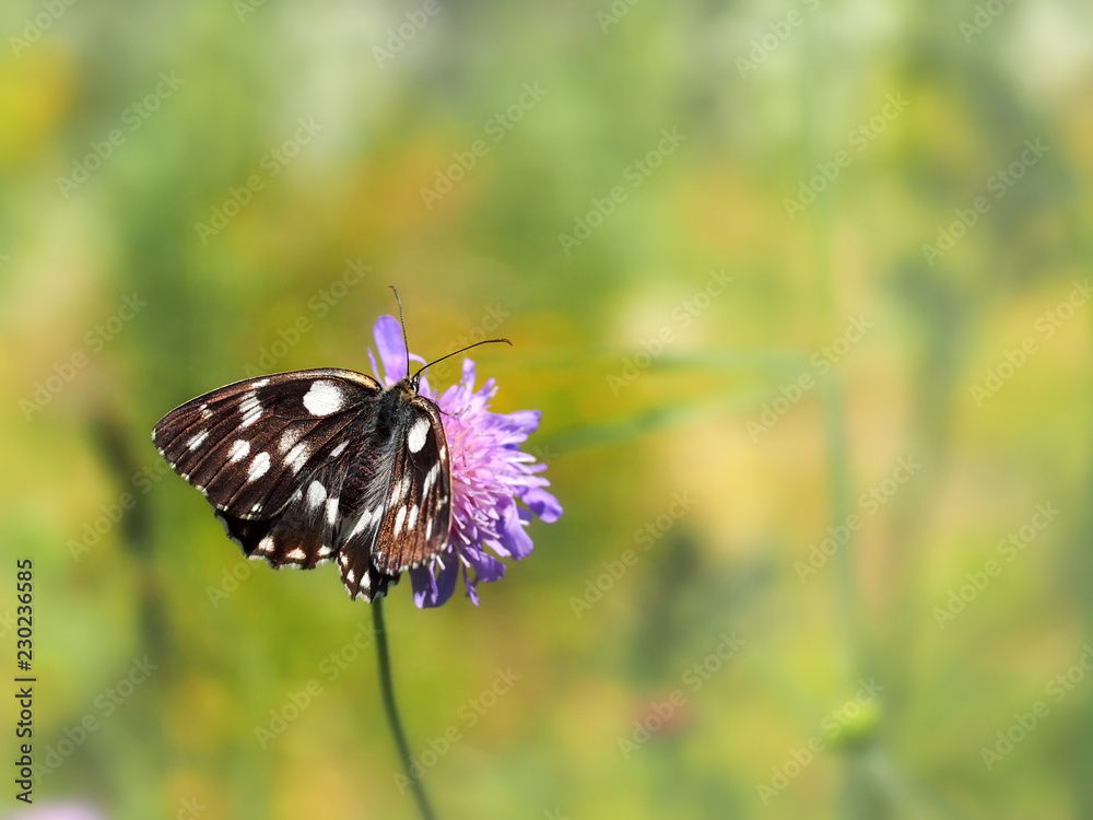 Marbled white butterfly on field scabious flower. Blurred background. Marbled white butterfly on field scabious flower. Blurred background.