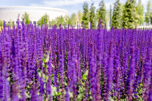 Stadium Krasnodar and purple flowers