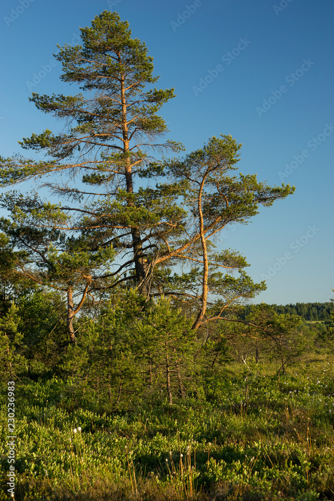 Fototapeta premium Das Naturschutzgebiet 