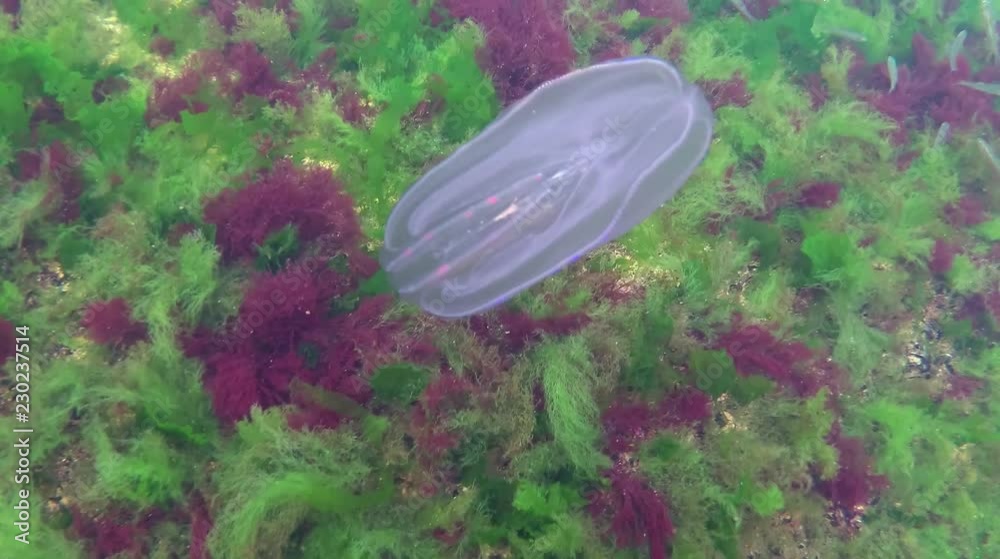 Marine invasions jellyfish ctenophora Mnemiopsis (Mnemiopsis leidyi