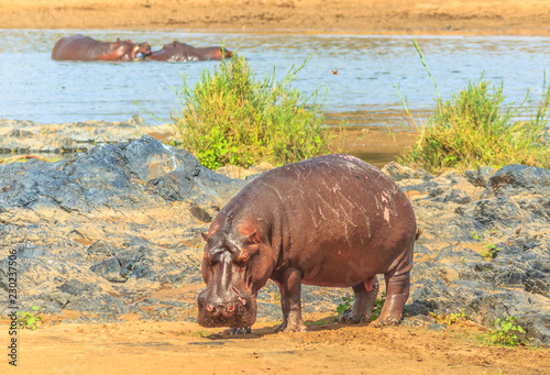 Side view of Cape hippopotamus or South African hippopotamus standing in natural habitat, Kruger National Park, South Africa.