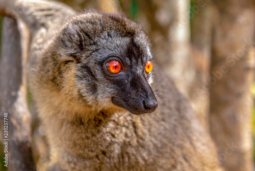 Common Brown Lemur - Red lemur (Eulemur rufus), Portrait.Endangered, endemic..Madagascar. © mirecca