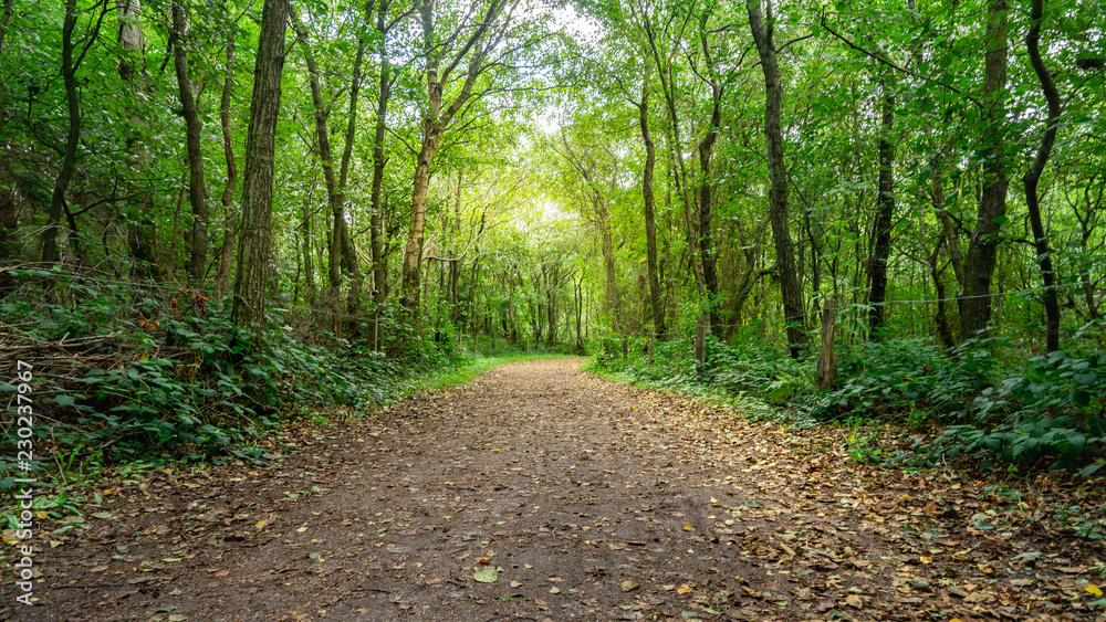 Wald Wanderweg mit Sonnenaufgang im Urlaub Wald Wanderweg mit Sonnenaufgang im Urlaub