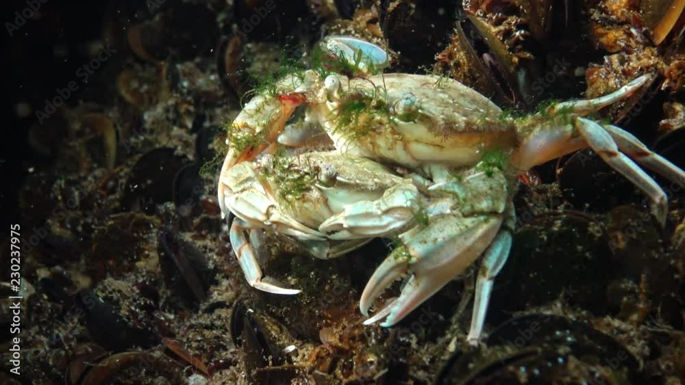 Reproduction of crabs (Liocarcinus holsatus). Male and female before