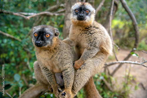 Common Brown Lemur - Red lemur (Eulemur rufus), Endangered, endemic.Madagascar