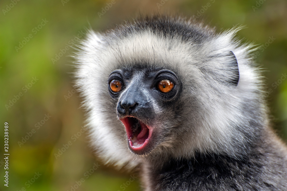 Fototapeta premium Diademed Sifaka. Diadema, endemiczna, zagrożona. Rzadki lemur, bliska, portret. (Propithecus diadema), Dzika przyroda Madagaskaru