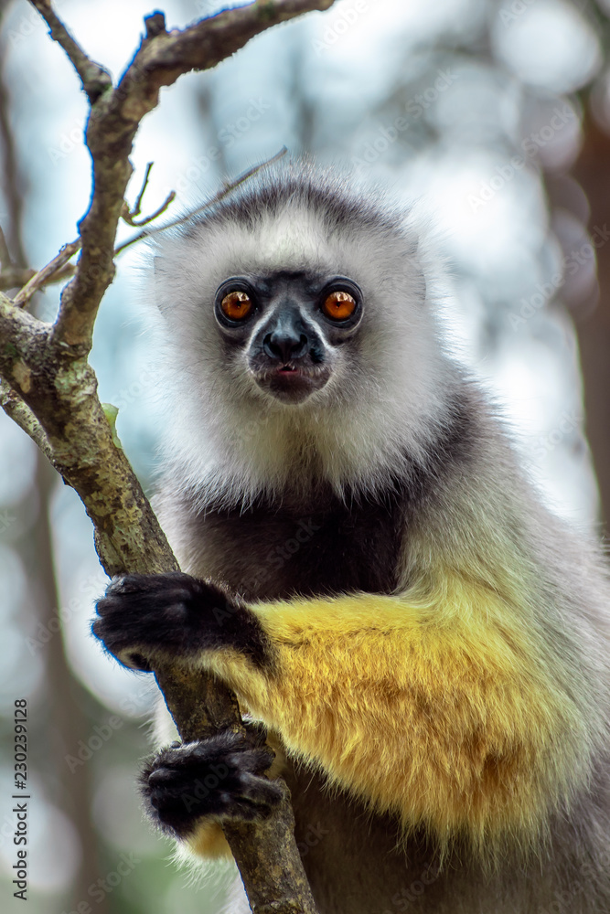 Fototapeta premium Diademed Sifaka. Diadema, endemic, endengered. Rare lemur,close up, portrait.(Propithecus diadema),Wild nature Madagascar