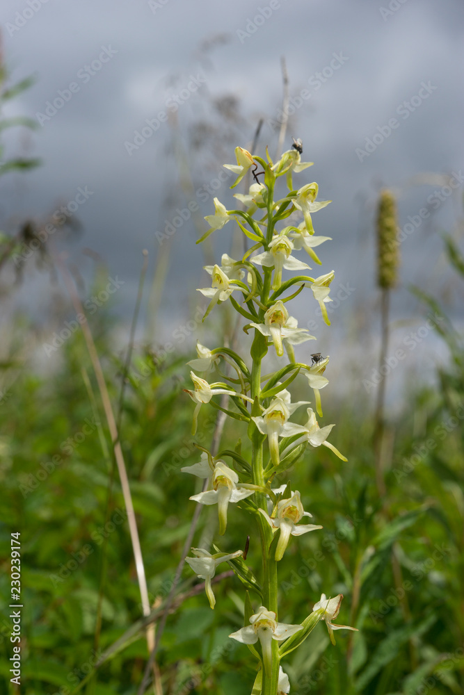 Grünliche Waldhyazinthe, Platanthera chlorantha Grünliche Waldhyazinthe, Platanthera chlorantha