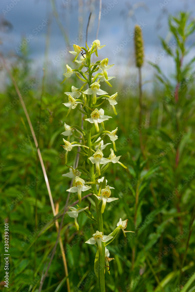 Grünliche Waldhyazinthe, Platanthera chlorantha Grünliche Waldhyazinthe, Platanthera chlorantha