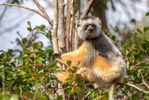 Diademed Sifaka. Diadema, endemic, endengered. Rare lemur,close up, portrait.(Propithecus diadema),Wild nature Madagascar
