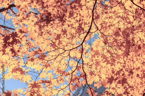 Brown Maple leaves in autumn season