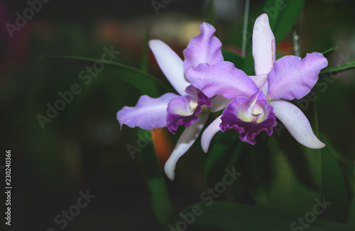 Beautiful violet hybrid Cattleya flower orchid photo